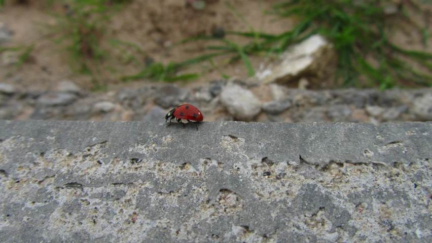 a small toy lady bug is shown on top of some rock