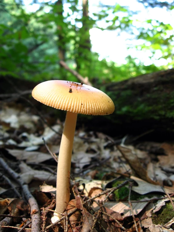 a yellow mushroom grows amongst the leaves in the woods