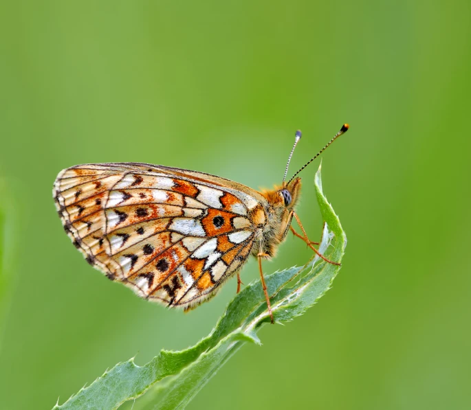 the colorful erfly is on the leaf outside