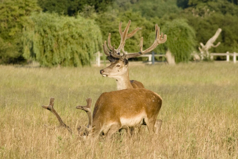 two large deer standing in a field next to each other