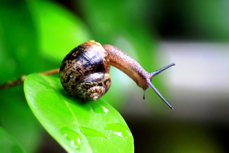 there is a small snail that is crawling on a leaf