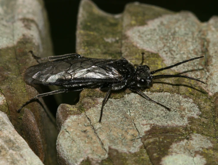 a black and silver insect resting on some bark