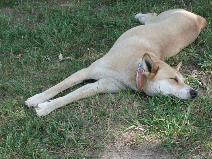 a tan dog laying on top of a field