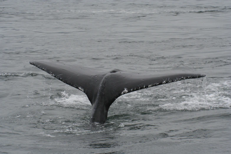 a whale's fin is seen sticking out of the water