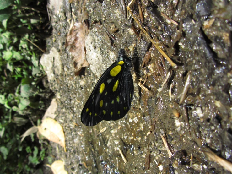 a small black and yellow erfly is resting in the dirt