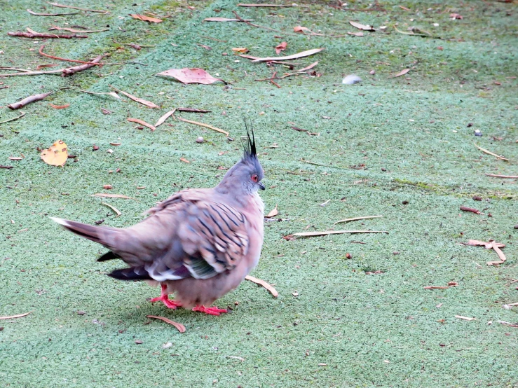 there is a bird that is walking on the grass