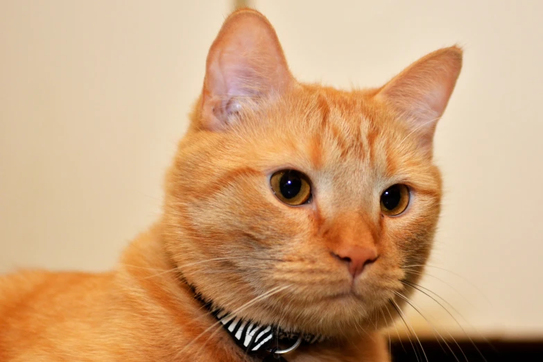 orange cat with collar and eye patch staring into the camera
