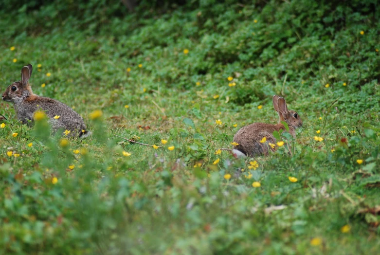 two rabbits are in the grass on a hill