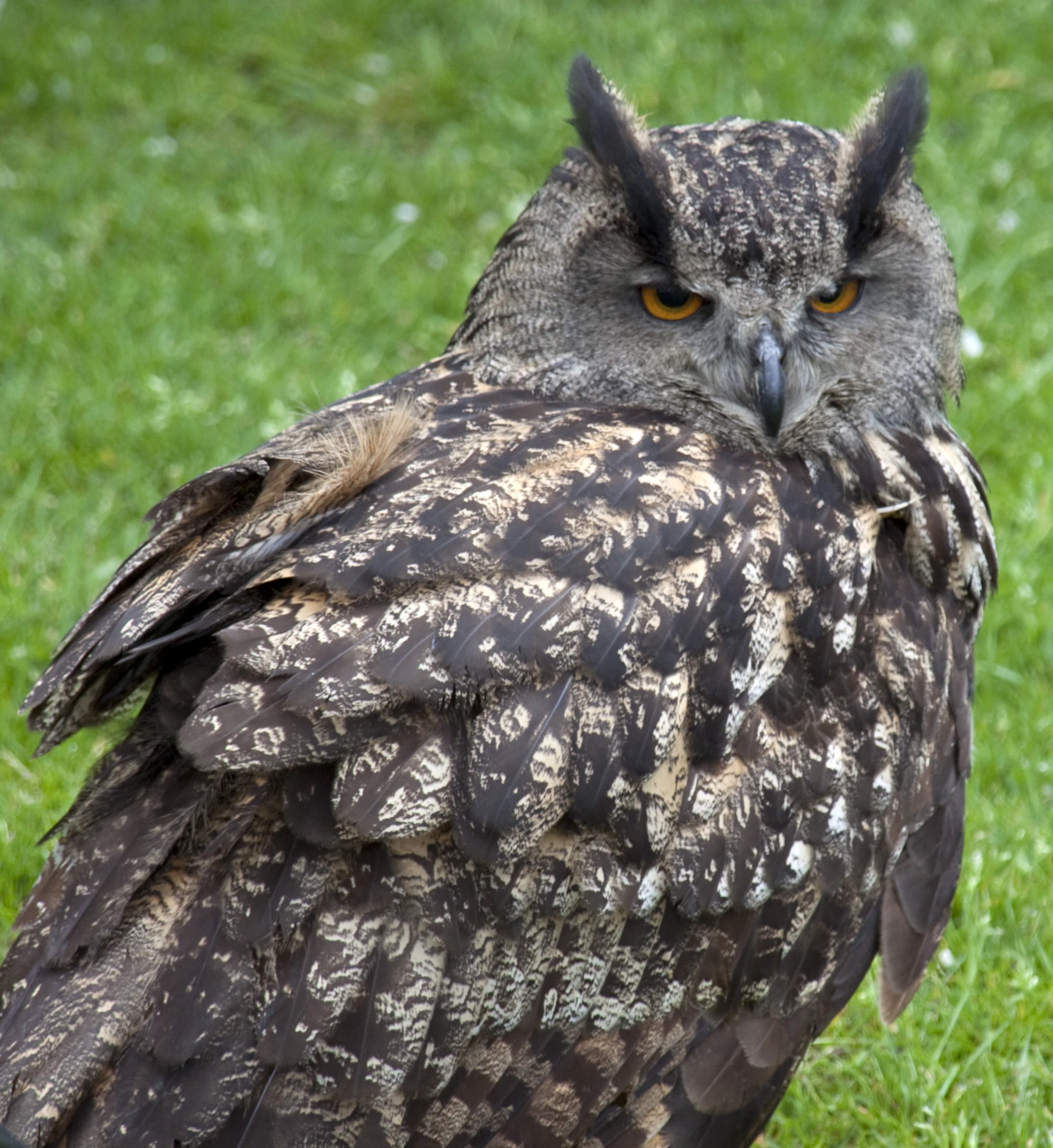 an owl sitting in the grass with an alert look on its face