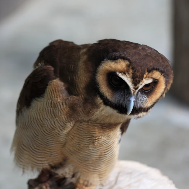 there is an owl that is on a rock