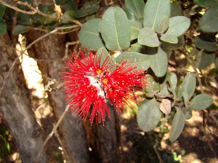 closeup of a flowering plant with many leaves