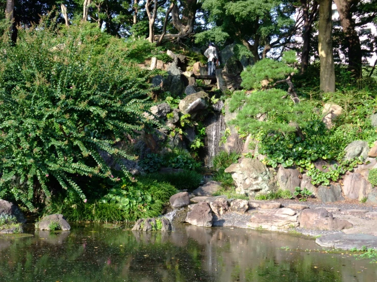 an image of a garden setting with plants