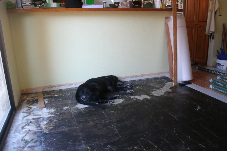 a large black dog laying on the floor of a room