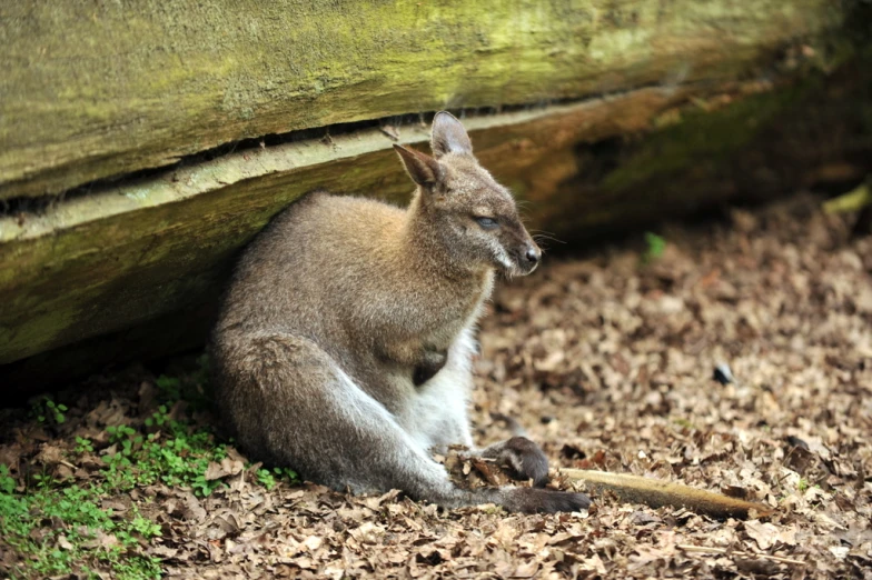 a small, curious kangaroo sitting next to a fallen tree