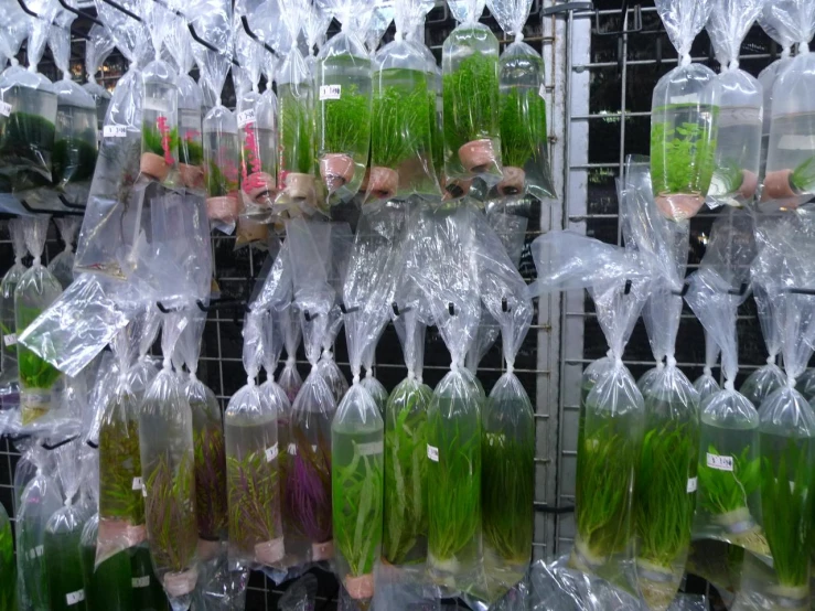 various plants are packed with plastic bags for sale