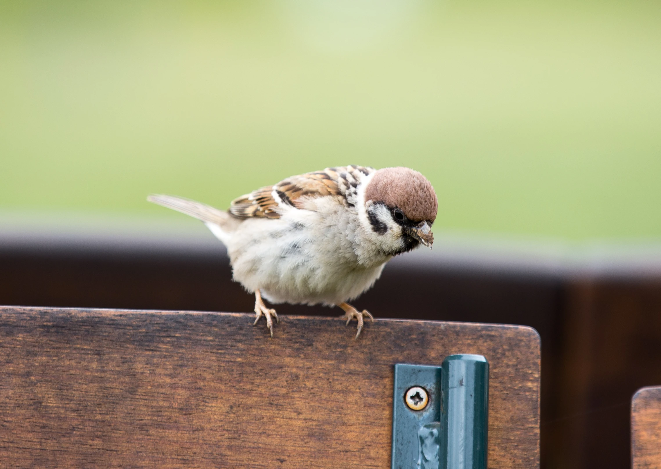 a small bird standing on top of a wooden bench