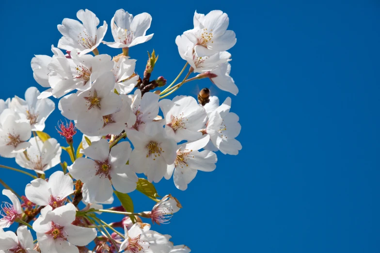 white flowers bloom on an open blue sky background