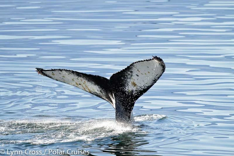 a big whale's tail flups out of the water