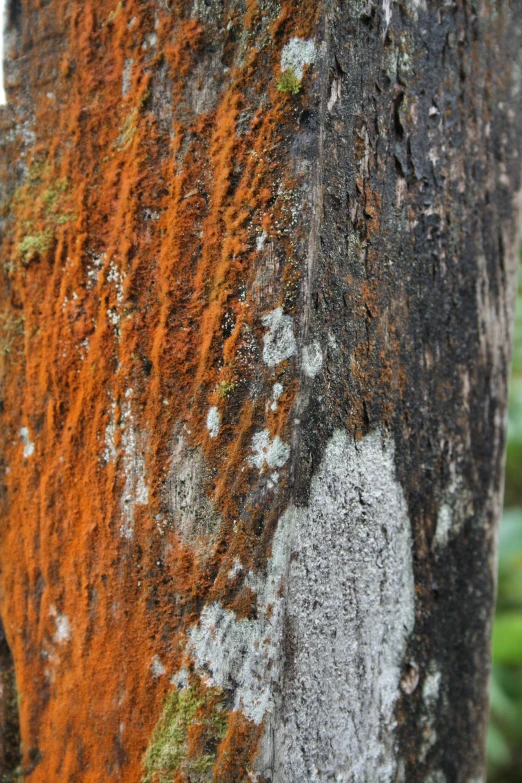 the bark on a tree has red, green and white lichens