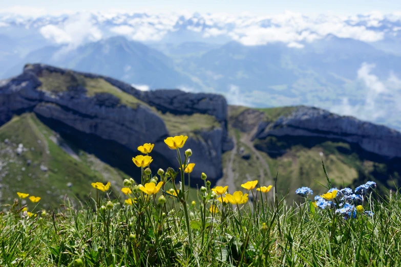 a couple of yellow flowers are standing in the grass