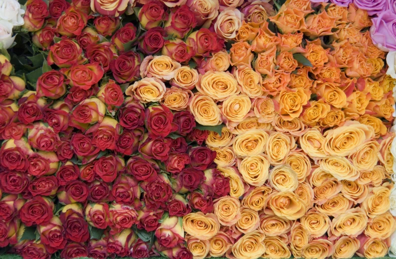 several varieties of flowers arranged in multiple colors