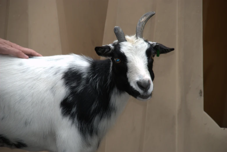 an animal that is standing in front of someone's hand