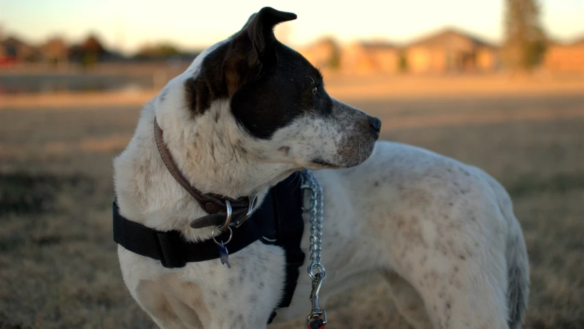 dog in the open field with it's head turned to the right