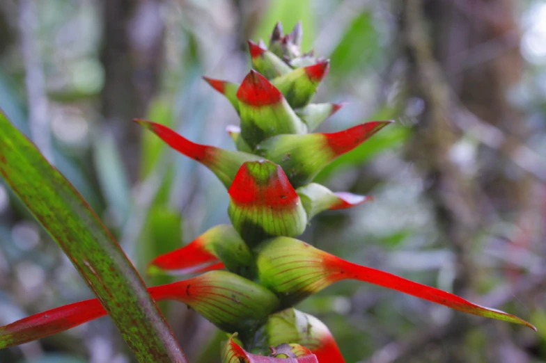 red flowers growing on the side of a tree