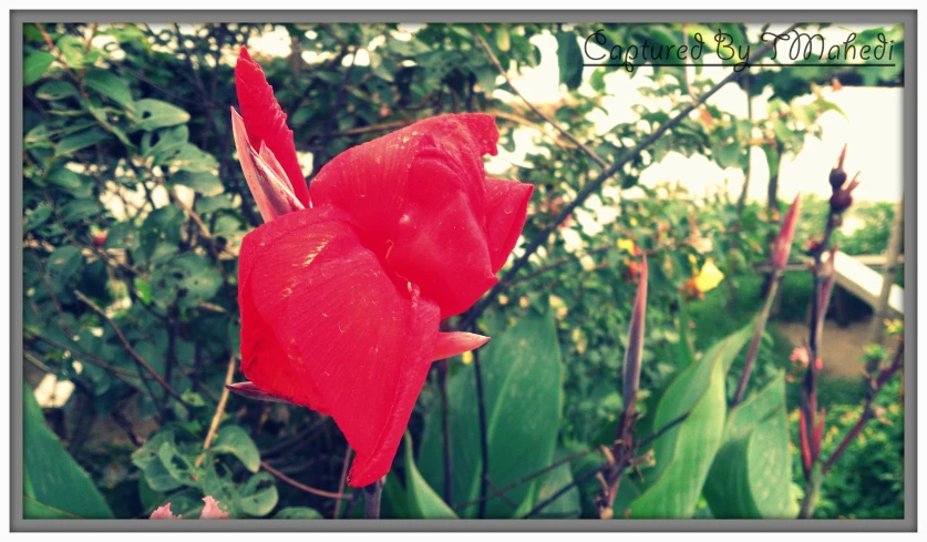 red flower sitting in the middle of a garden