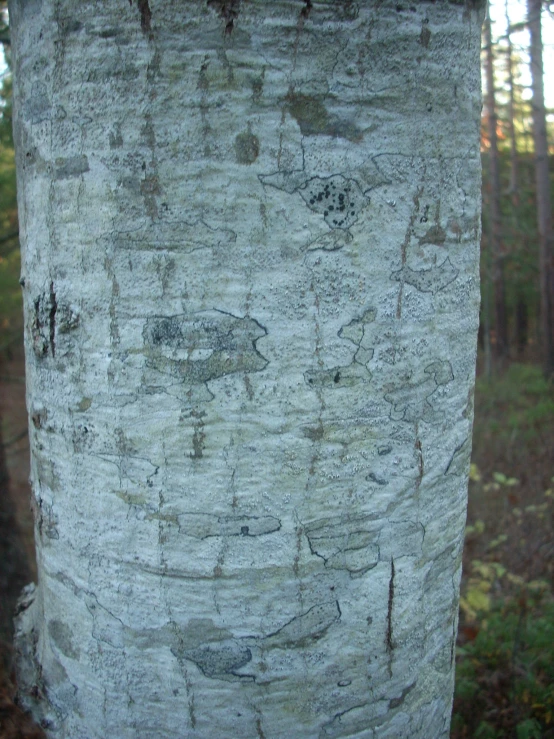 a white tree trunk with pictures drawn on it