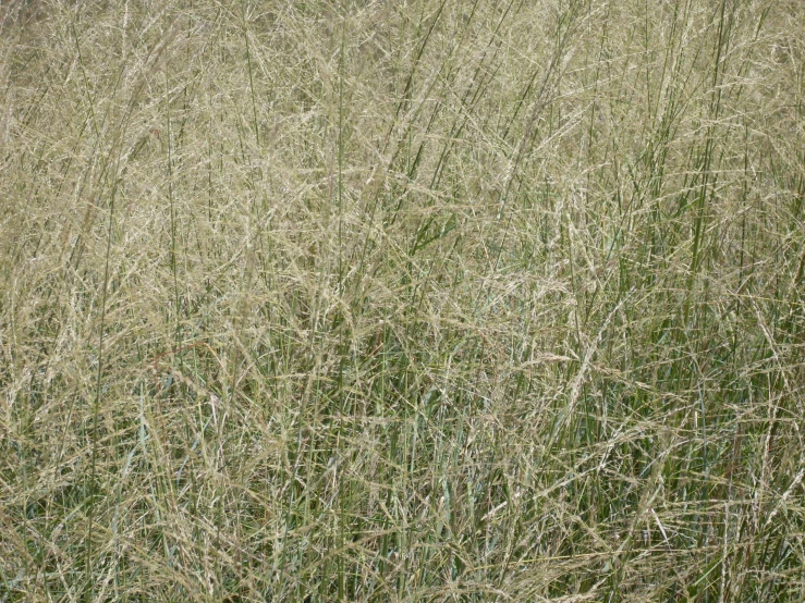 a cow is standing in the tall grass