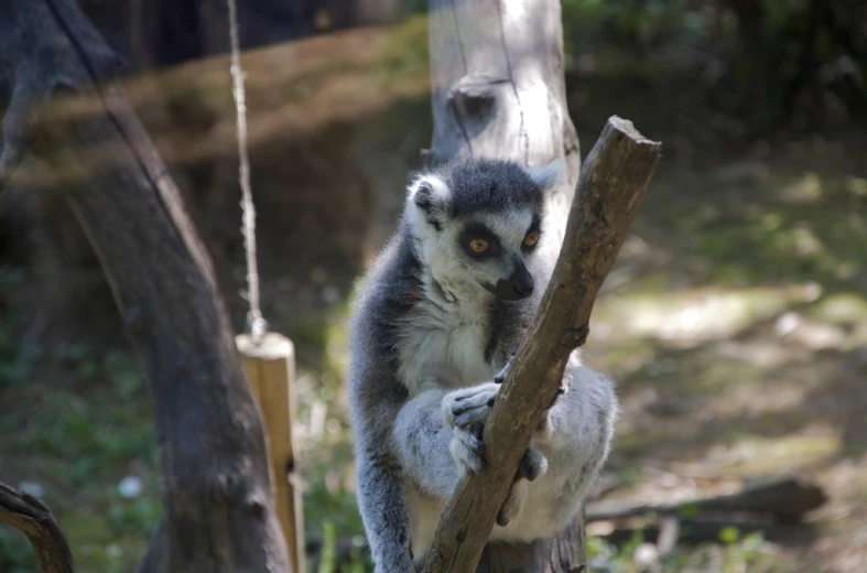 a lemur sitting in the middle of a tree looking at the camera