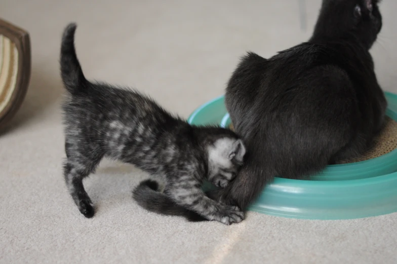 kittens playing together on top of a bowl of water