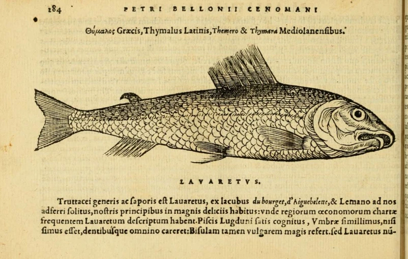 a fish is depicted in an illustration from an old book