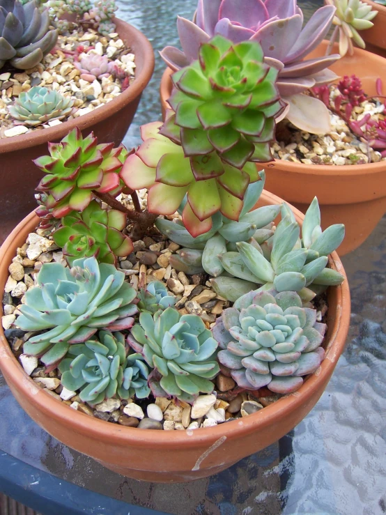 there are several plants in the clay pots