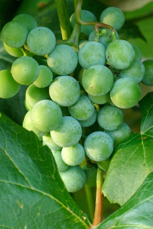 closeup of ripe gs on the leafy nch