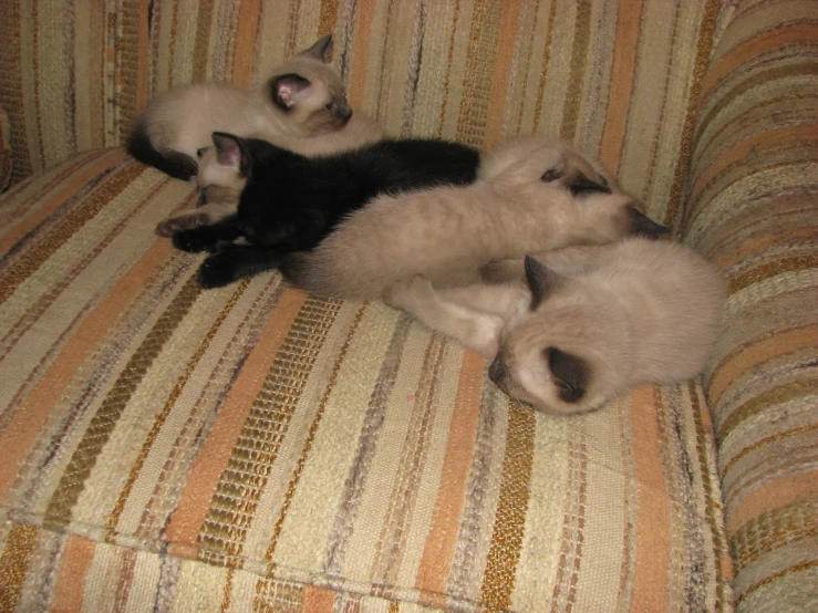 four kittens are lying on a striped couch