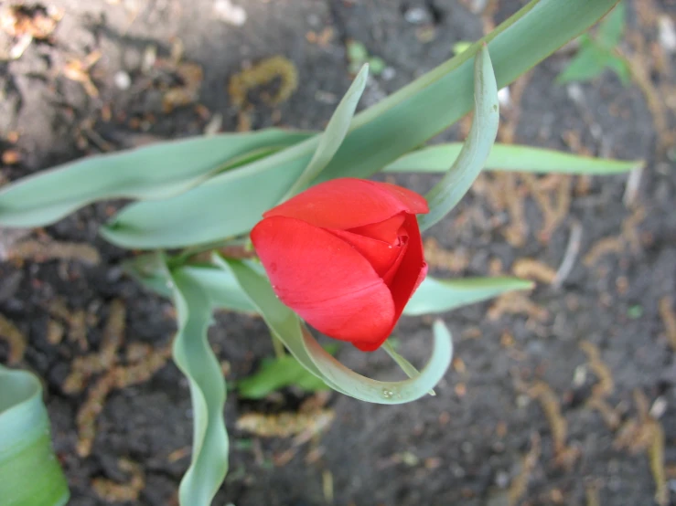 a tulip with green leaves is displayed on the sidewalk