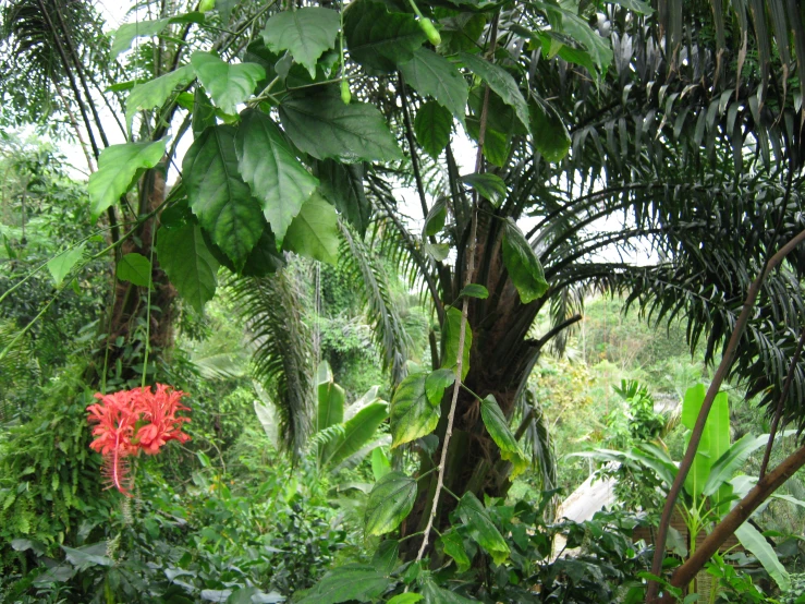 a red fire hydrant surrounded by tropical trees