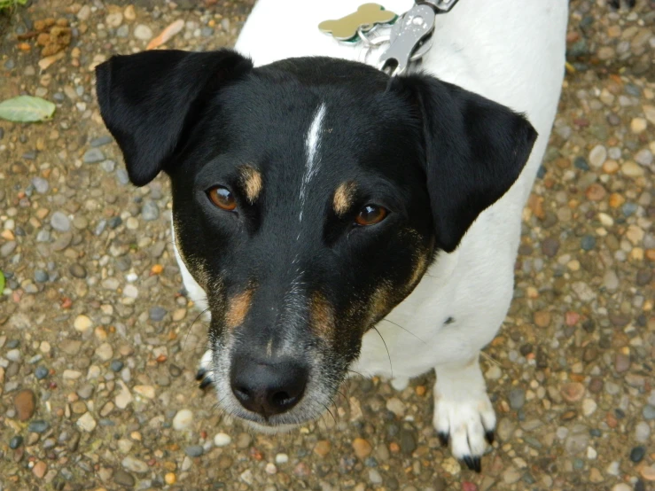 a dog on leash standing near a car