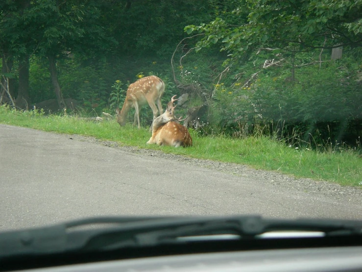 a dog is on the side of the road in front of a deer