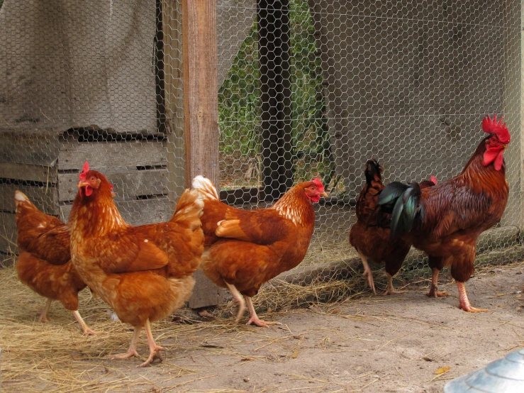 three chickens standing near each other in an enclosed area