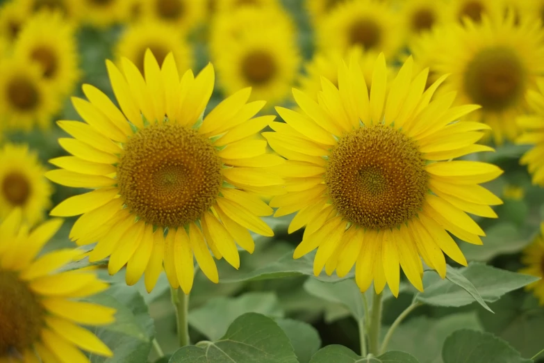 a group of sunflowers standing in a field