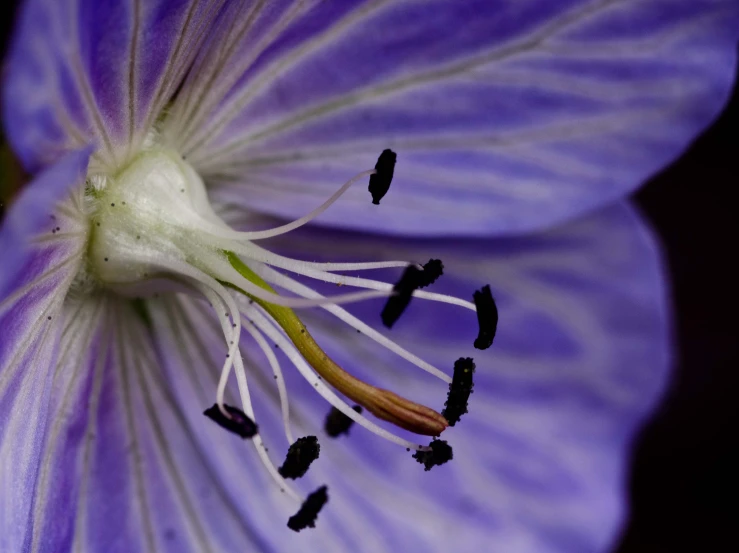 purple flower in front of a black background