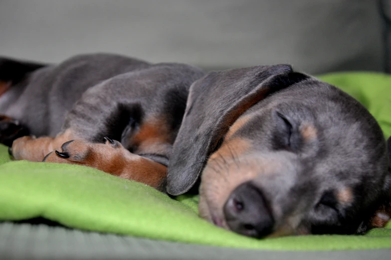 a small dog curled up on a blanket