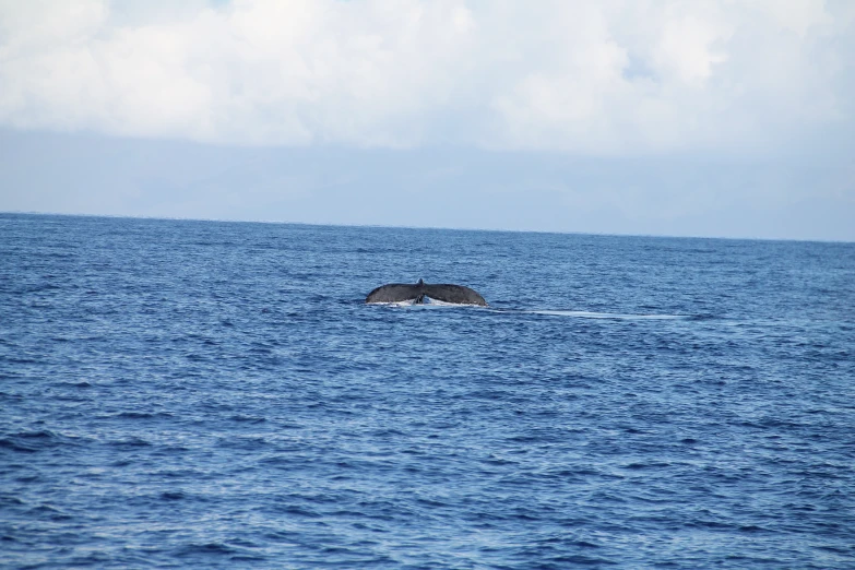 there is a large whale in the middle of the ocean