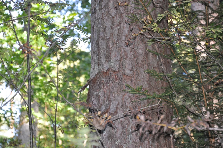 the large tree trunk is covered in vines