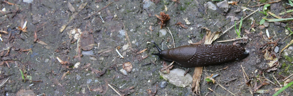 a dark colored snail is laying on the ground