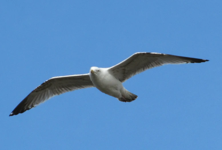 a seagull flies through the sky in clear blue skies