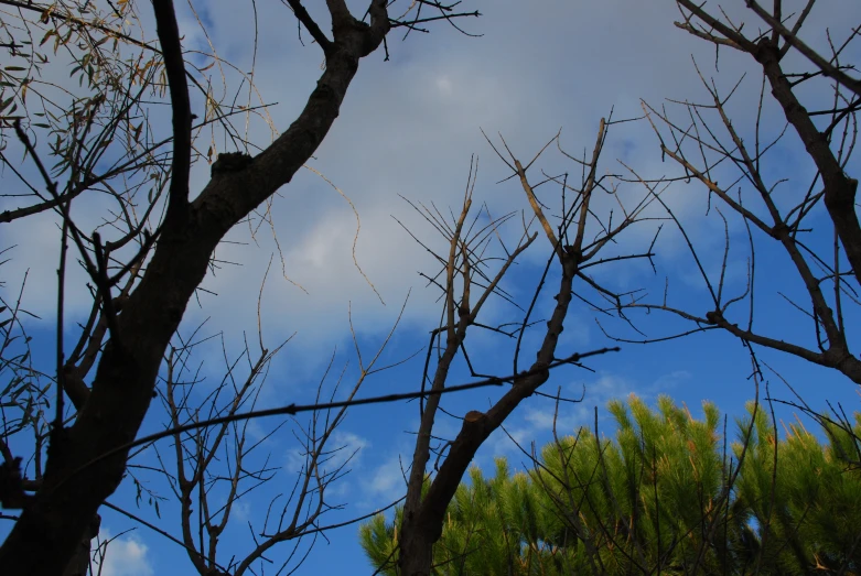 the view from below a tree in the foreground